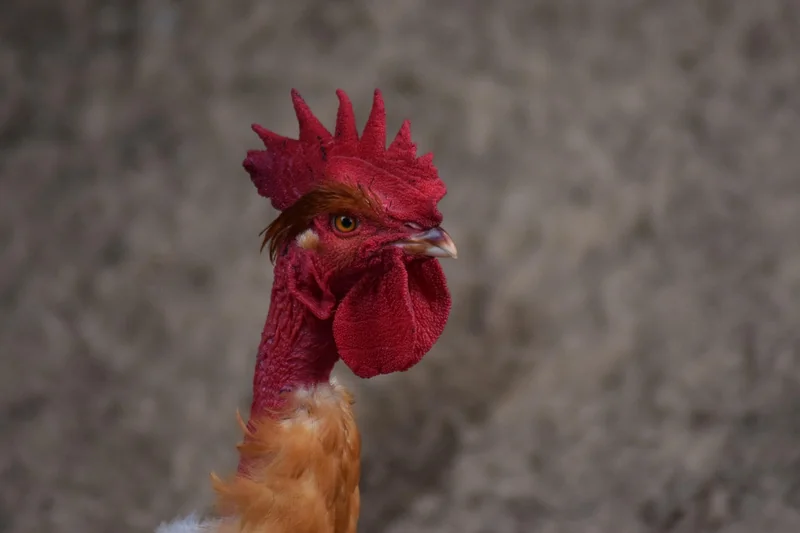 Comment choisir son séjour rural